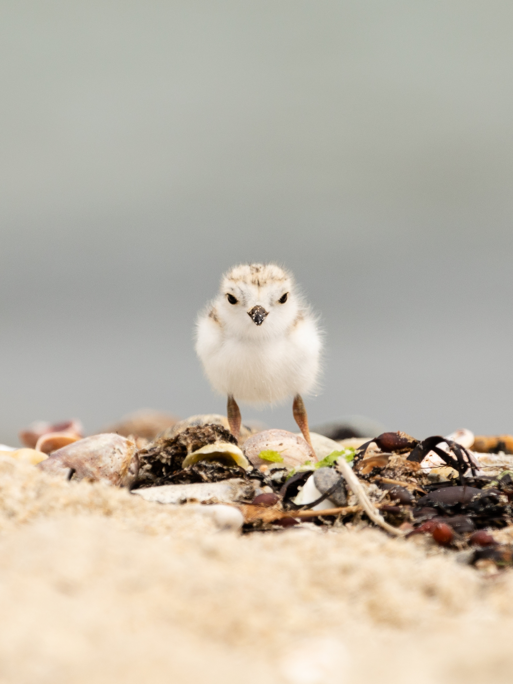Piping plover chick looking directly at camera with blurred ocean in background