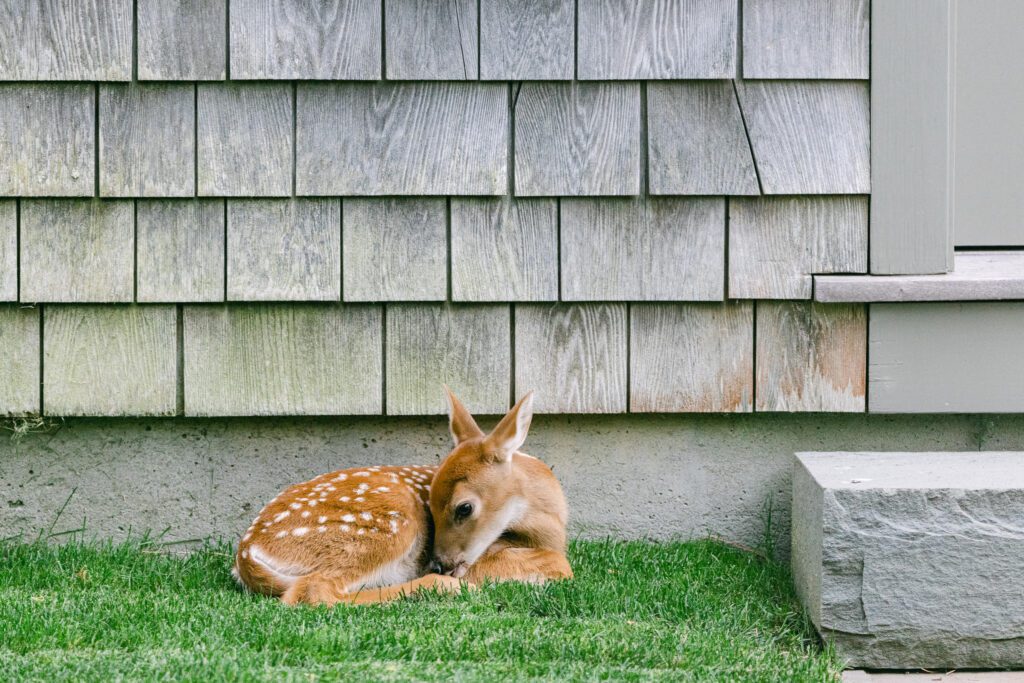 Spotted fawn laying in the grass.