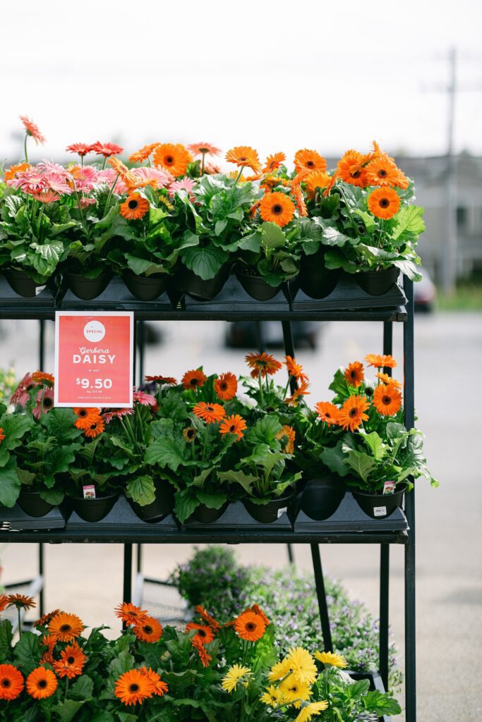 Stacks and rows of bright orange daisies for sale. 