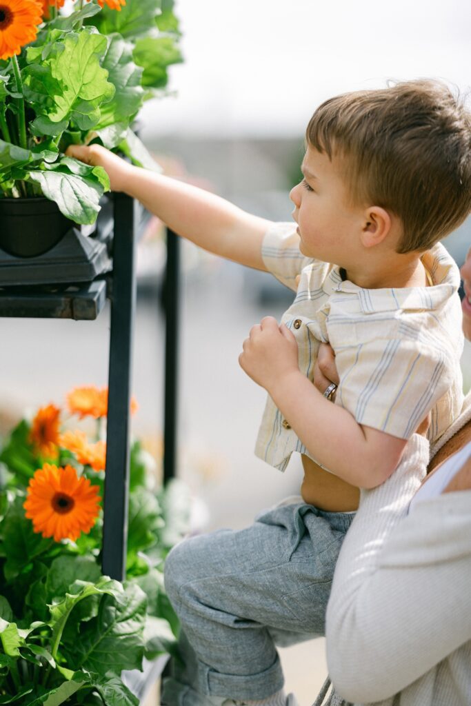 Brunette toddler boy is being hoisted up to look at a display of orange daisies. 