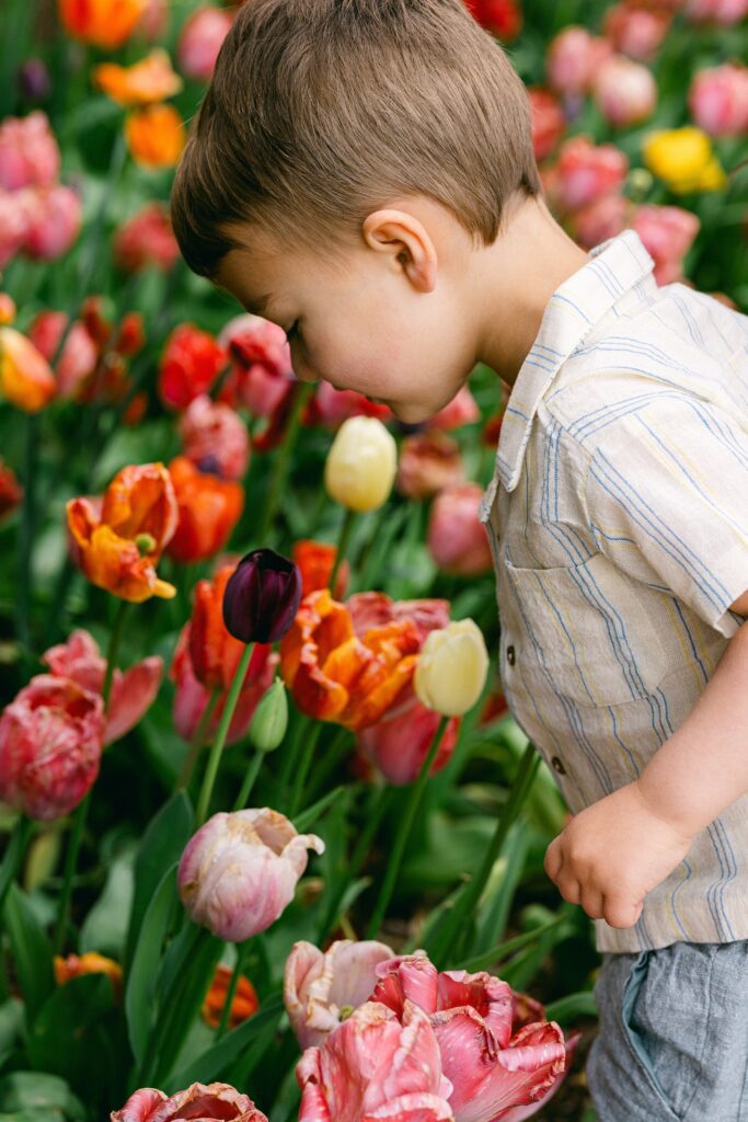 Brunette boy in a striped short-sleeve button-down shirt is leaning down to smell a deep burgundy-colored tulip that is standing out amoungst a sea of orange, pink, and yellow tulips. 