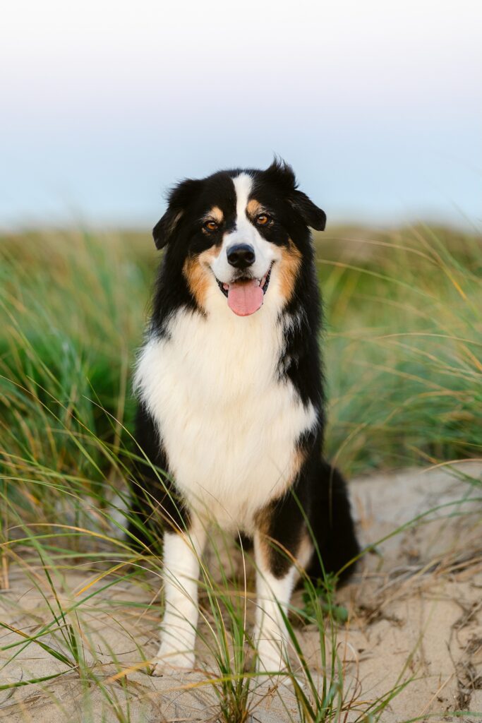 Black and white Australian Shepherd poses for a camera in the beach dunes on Nantucket Island.