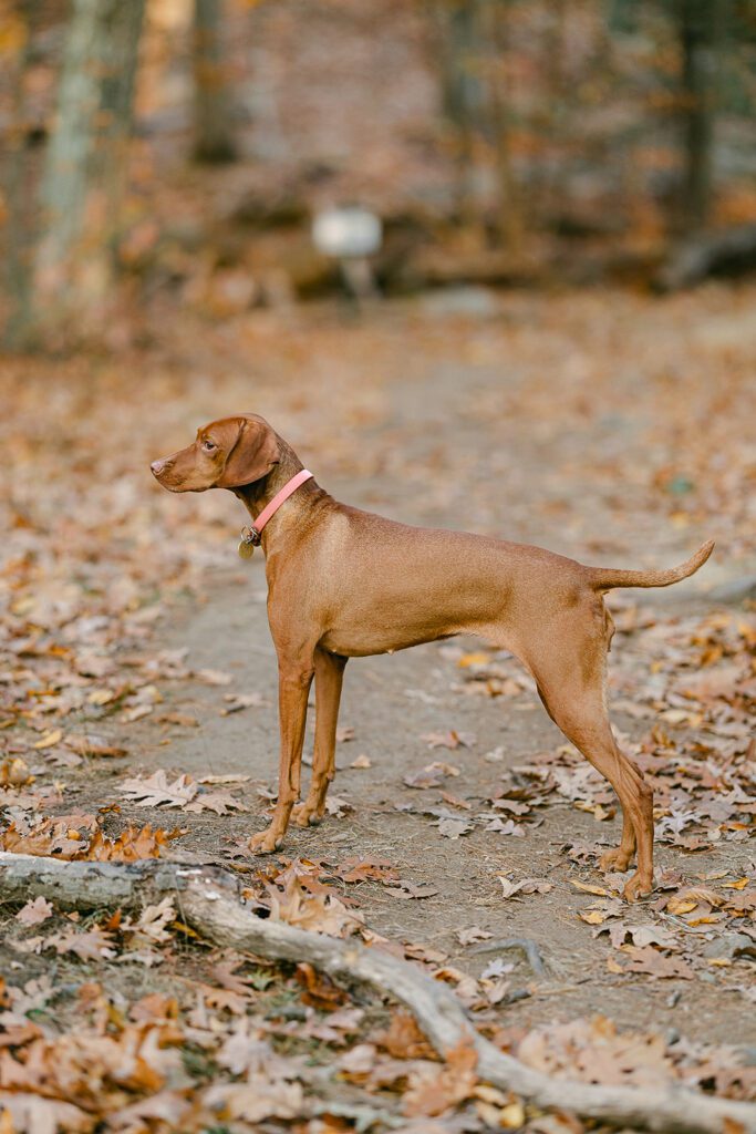 A Vizsla stands at attention at the start of a trail through the woods on a fall afternoon in Winchester, MA.