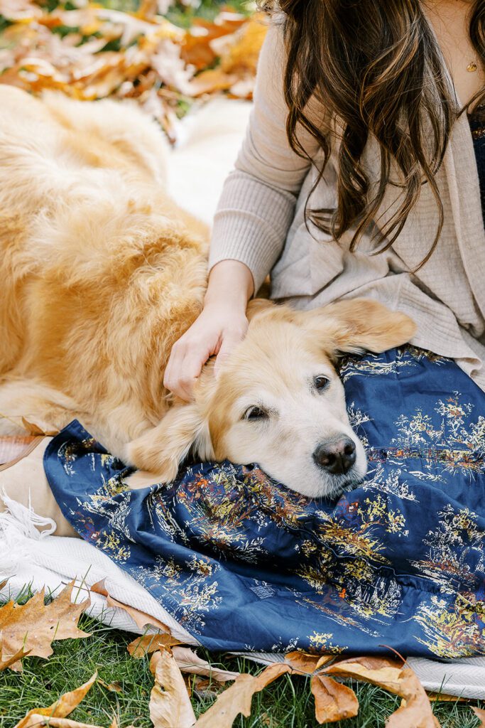 Golden retriever lays in his moms lap with ears splayed out.