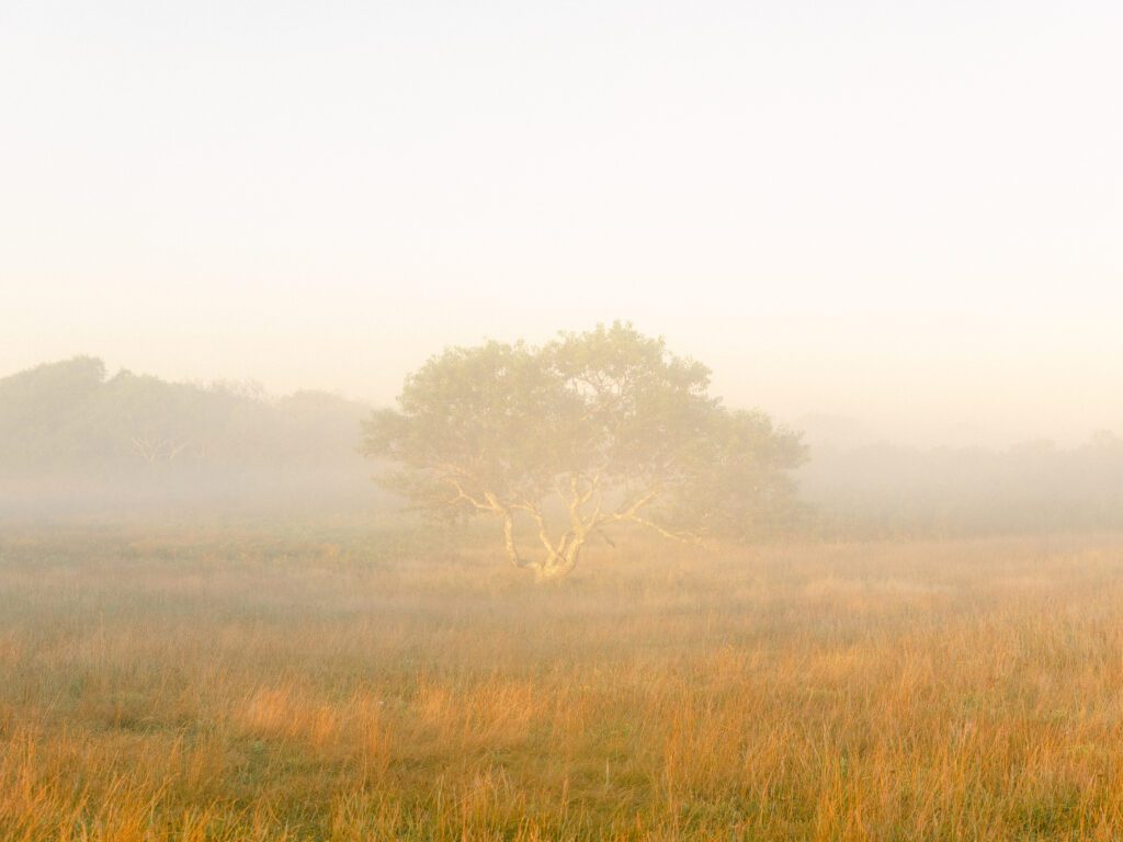 A tree emerges through the fog on an early September morning at Sanford Farm on Nantucket MA