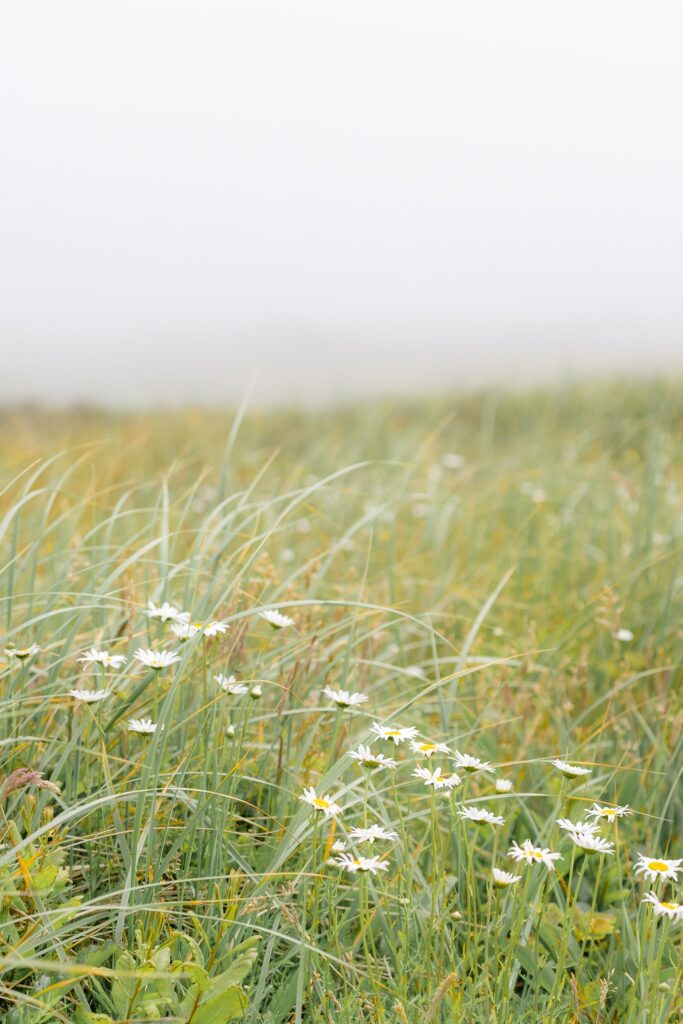 Daisies on a grassy hilltop on a foggy Nantucket day.