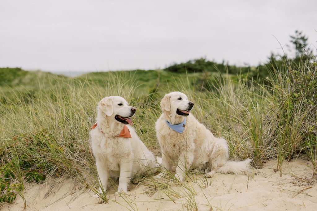 Two white english cream golden retreivers are sitting in the grassy dunes of the beach wearing bandanas and looking off in the same direction. 