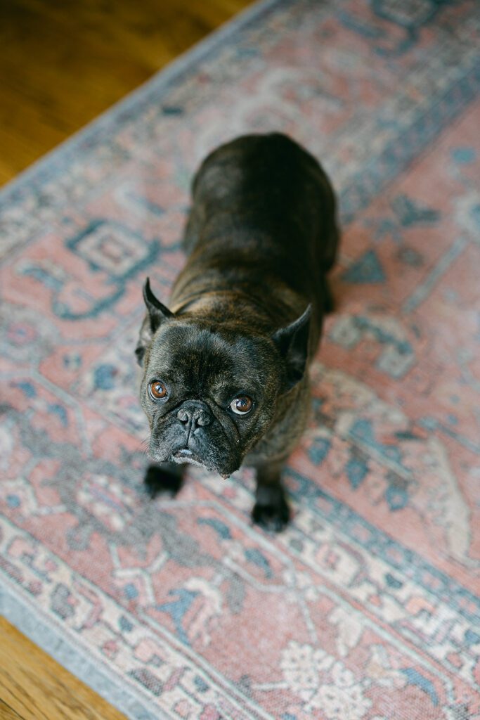 A french bulldog is standing on an oriental rug wearing a look that says he's thrilled to add another child to the family. 
